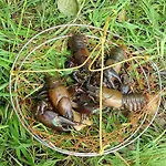 Andaine Ξενοδοχείο La Ferte-Mace